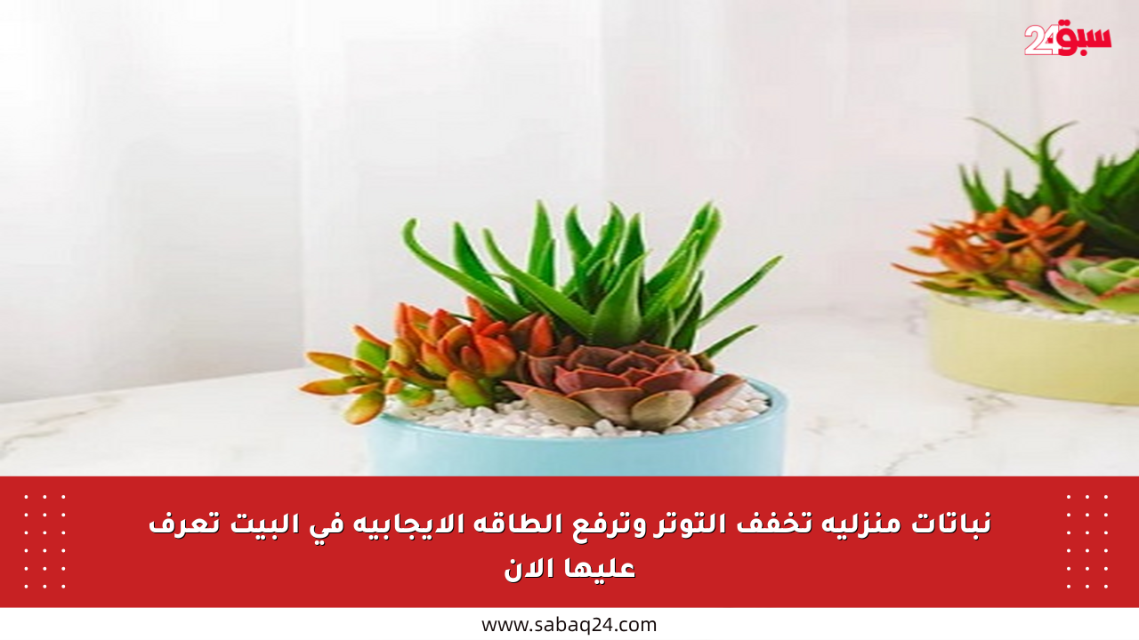 نباتات منزلية تخفف التوتر وترفع الطاقة الإيجابية في البيت تعرف عليها الآن